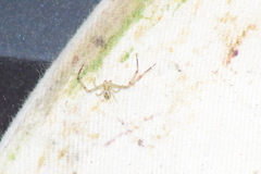 Thomisidae