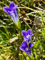 Gentianopsis holopetala
