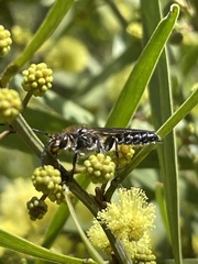 Hymenoptera