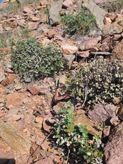 Notholaena standleyi