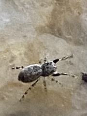 Zygoballus rufipes