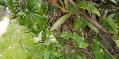 Dioscorea bryoniifolia