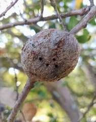 Callirhytis quercussuttoni