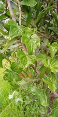 Dioscorea bryoniifolia