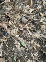 Caulophyllum thalictroides