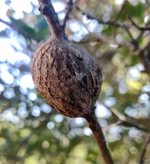 Callirhytis quercussuttoni