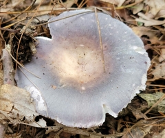 Russula modesta