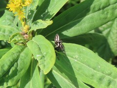 Eris militaris