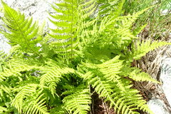 Athyrium