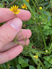 Thymophylla tenuiloba
