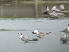 Chlidonias leucopterus