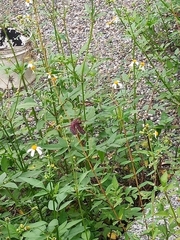 Neurothemis taiwanensis