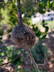 Callirhytis quercussuttoni