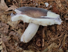 Russula modesta