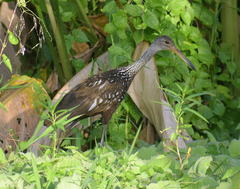 Aramus guarauna