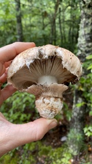 Tricholoma caligatum