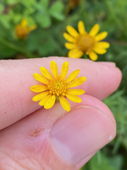 Thymophylla tenuiloba
