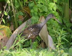 Aramus guarauna