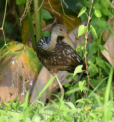 Aramus guarauna