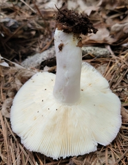 Russula modesta