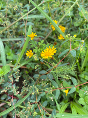 Thymophylla tenuiloba