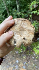 Tricholoma caligatum