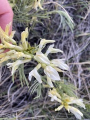 Astragalus pectinatus