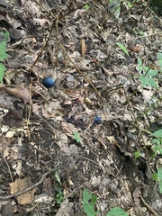 Caulophyllum thalictroides