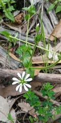 Stellaria chilensis