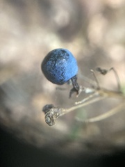 Caulophyllum thalictroides