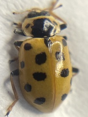 Hippodamia tredecimpunctata