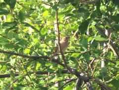 Emberiza