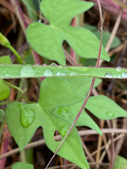 Ipomoea cordatotriloba