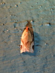 Paramesia gnomana