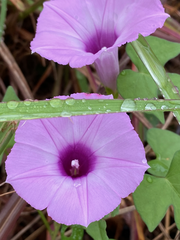 Ipomoea cordatotriloba