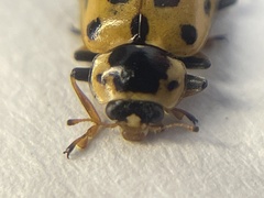 Hippodamia tredecimpunctata