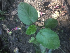 Solanum betaceum