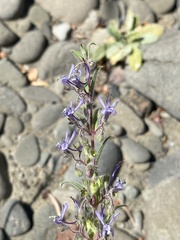 Trichostema lanceolatum