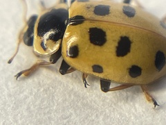 Hippodamia tredecimpunctata