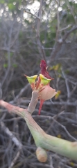Euphorbia lomelii