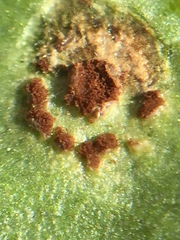 Puccinia pelargonii-zonalis