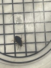 Hippodamia tredecimpunctata