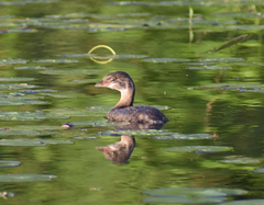 Podilymbus podiceps