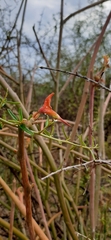 Euphorbia lomelii