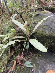 Elaphoglossum