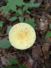 Amanita
