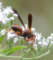 Polistes fuscatus