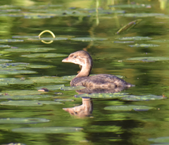 Podilymbus podiceps