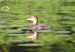 Podilymbus podiceps