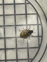 Hippodamia tredecimpunctata